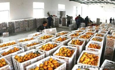 丹江口市27万多吨丰收柑橘基本销售完毕，食品互联网销售助力产业振兴