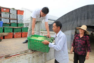 有机蔬菜瓜果助力上海世博会，农副产品销售迎来新机遇