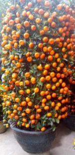 佛山年桔年花销售与租花市场 农副产品新春商机