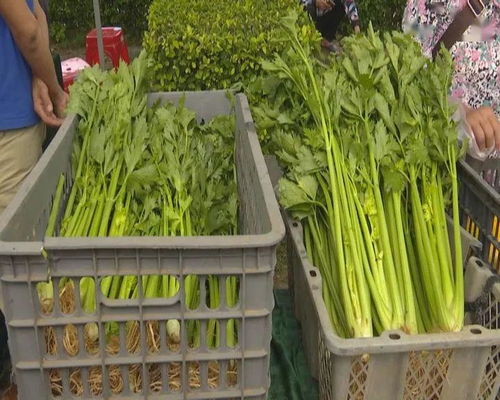 春风送暖促增收，海口脱贫户乐享“互联网+”销售新成果