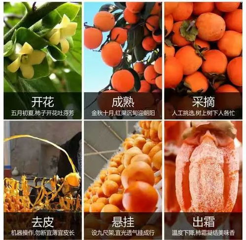 富平友好柿 从田间到指尖，陕西文化产业的又一张靓丽名片