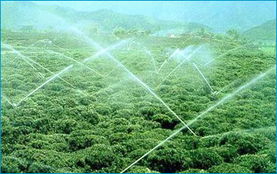 上虞南岭农副产品 借力互联网，开拓食品销售新天地